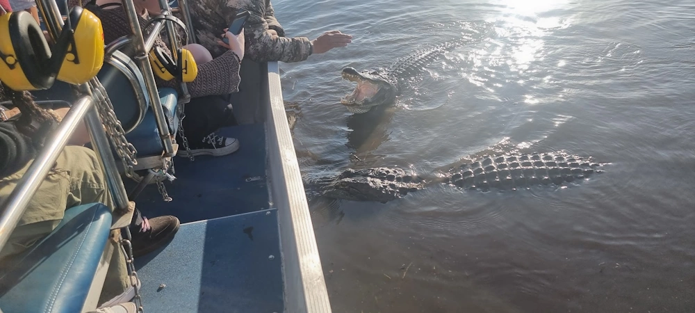aligator 1