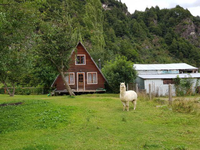 llama