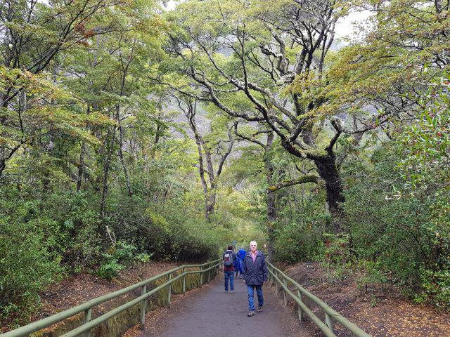 rickintrees